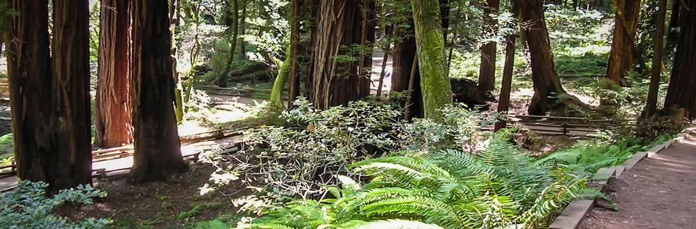 Trail through trees